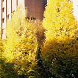 Autumn in TOKYO in 2016