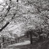 One of my favorite paths in spring