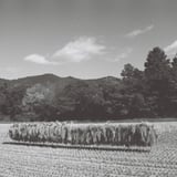 Harvest season