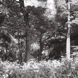 Early Summer