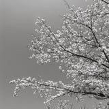 I like B&W photographs