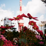 芝公園 20221103