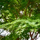 芝公園 20250522