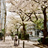 練馬区桜台 20250408