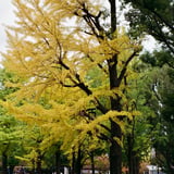 芝公園 20151118