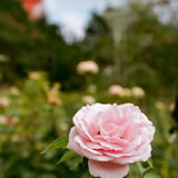 芝公園 20250731