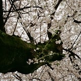 常盤平 20250403