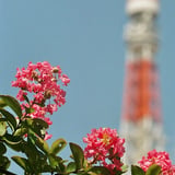 芝公園 20230717