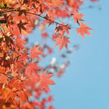 林試の森公園 20221227