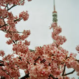 芝公園 20250306