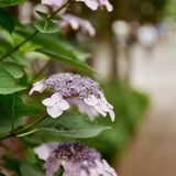 小金井公園 20260608