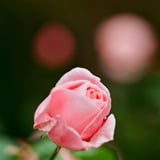 芝公園 20251118