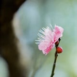 芝公園 20230107