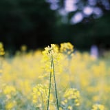 菜の花
