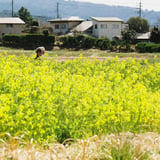 Spring Yellow