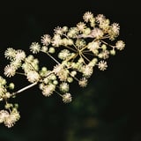 秋の花火