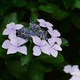 紫陽花