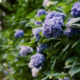 紫陽花