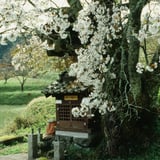 北向き地蔵の桜