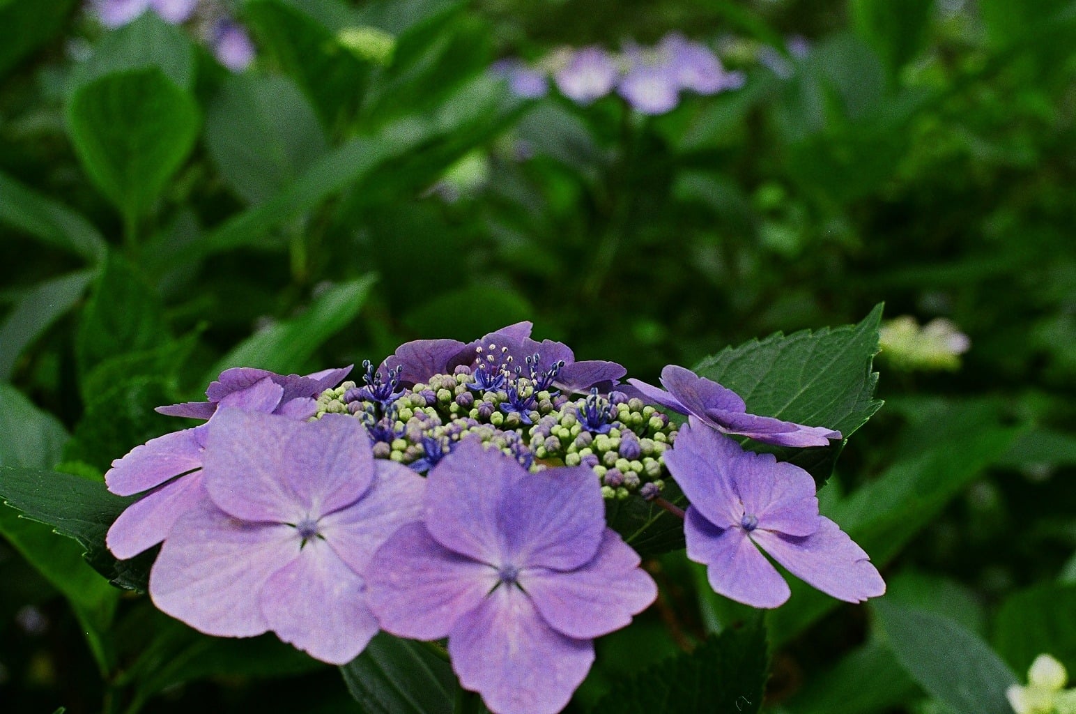 紫陽花
