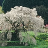 本郷の滝桜