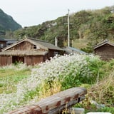 廃屋とスズシロ