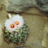 サボテンの花