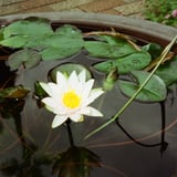 睡蓮