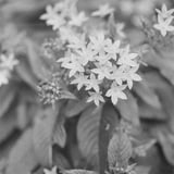 草花