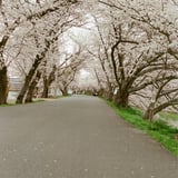 2025年の桜、第一弾