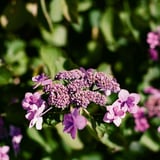 紫陽花