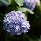 紫陽花