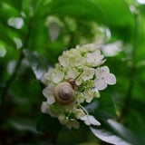 あじさいとカタツムリ