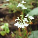 高山植物