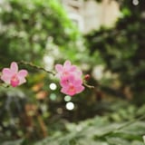 熱帯探検
