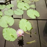 睡蓮