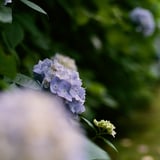 紫陽花