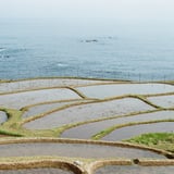 棚田と海