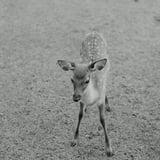 古都の早朝
