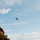 鳶