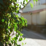 朝陽