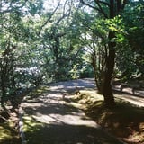 散歩道