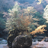 生命力