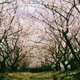 filmで綴る:春旅