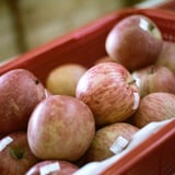 りんごお1つどうぞ🍎
