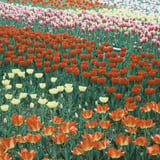filmで綴る:tulip festival*.🌷.*