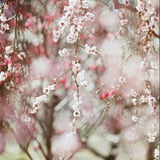 filmで綴る:枝垂れ梅❁⃘*.ﾟ