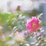 filmで綴る:山茶花✲*ﾟ