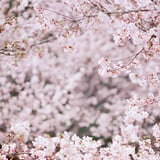 filmで綴る:見渡すか限りの河津桜｡❀ 𓂃𓈒𓏸