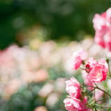 filmで綴る:rose𓂃.*･ﾟꫂ ၴႅၴ